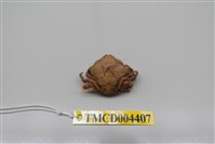 藏品(幹練居殼蟹)的圖片